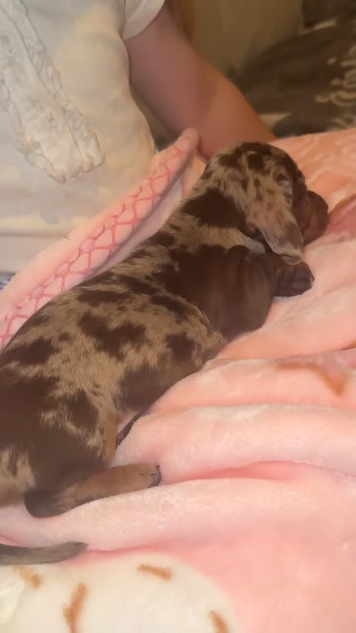 Dachshund dogs for sale: My girl Diora  - Video 2