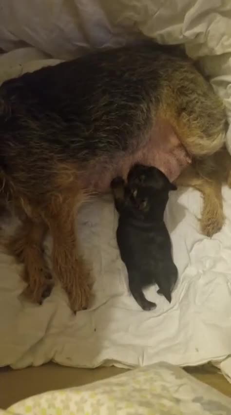 Border Terrier dogs for stud: Border Terrier for stud £200 - Video 1