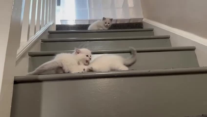 Ragdoll cats for sale: READY NOW! Adorable pure breed Ragdoll girl. - Video 1