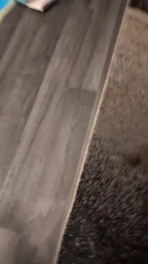 Cocker Spaniel dogs for sale: 2 Chocolate Cocker boys Working type 8 weeks old  - Video 2