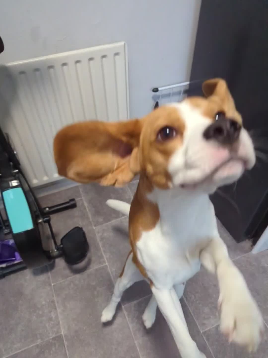 Beagle dogs for stud: Baxter - 2 Year Old Beagle for Stud - Video 4