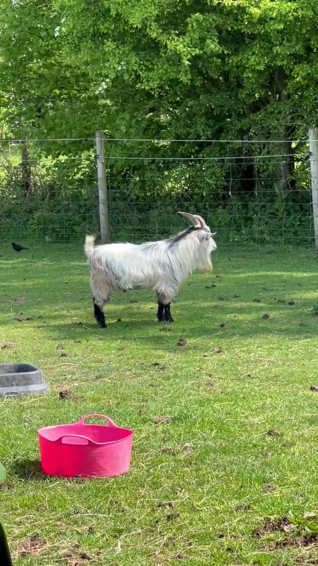 Goats livestock for sale: Gorgeous pygmy goat (billy) 🩵 in Hassocks - Video 1