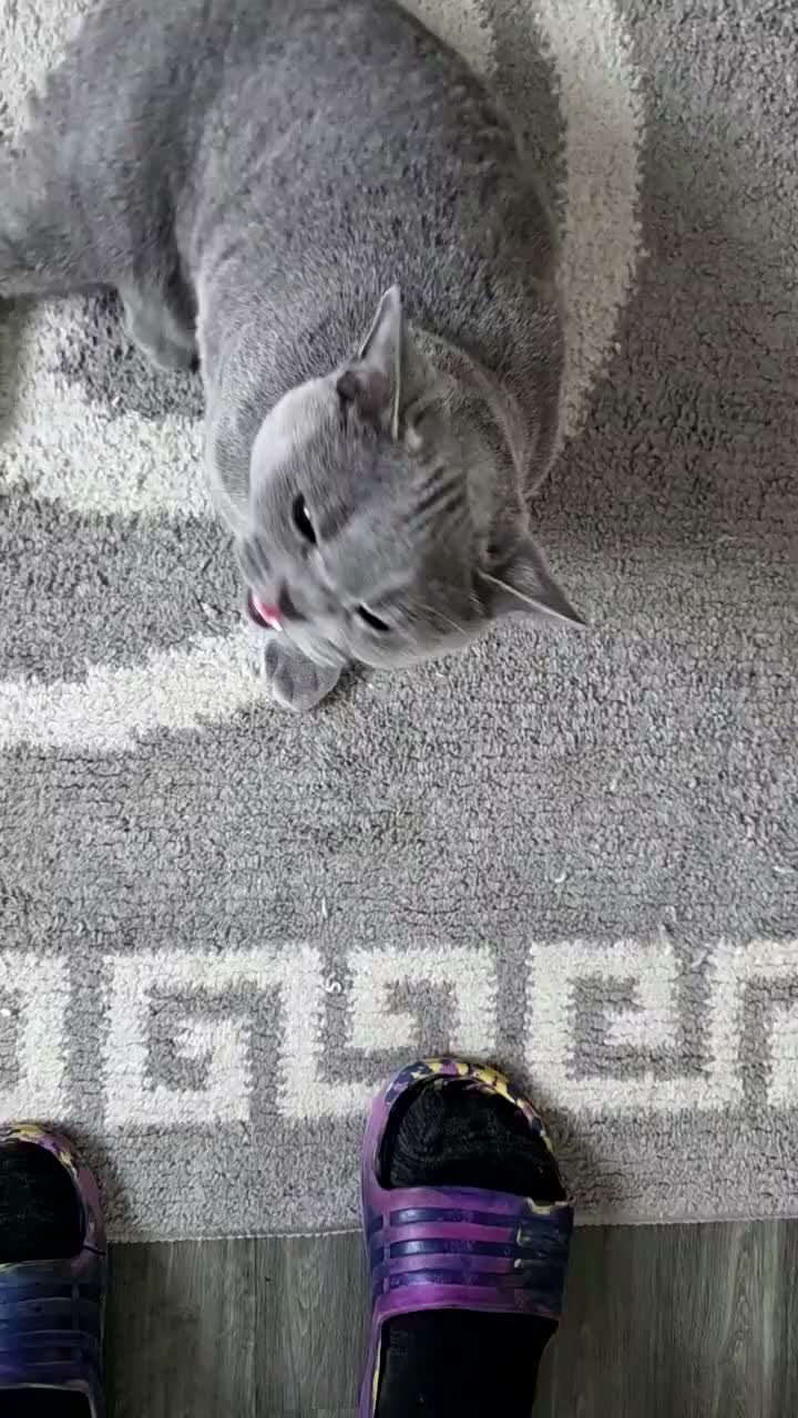 British Shorthair cats for sale: Beautiful British Champion Shorthair Kitten - Video 1