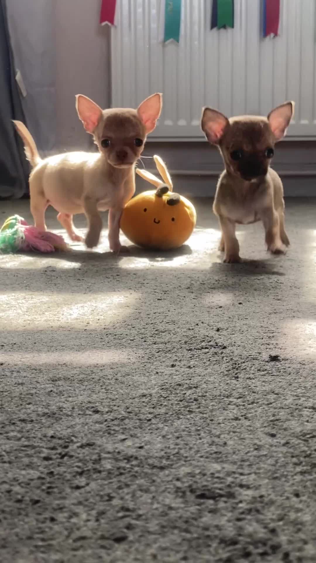 Chihuahua dogs for sale: Ready now Just two boys left. vet checked 1st vac - Video 3