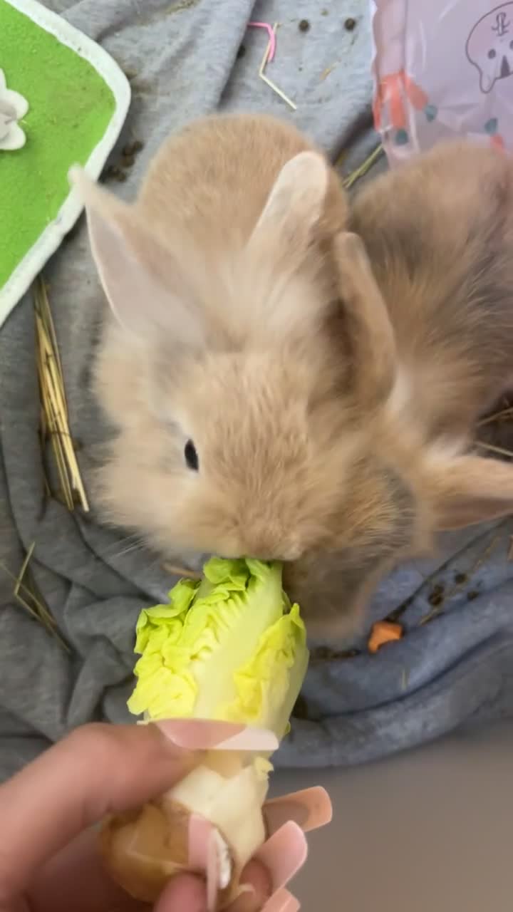 Netherland Dwarf rabbits for sale: 2 beautiful hand reared bonded half sisters  in Truro - Video 1