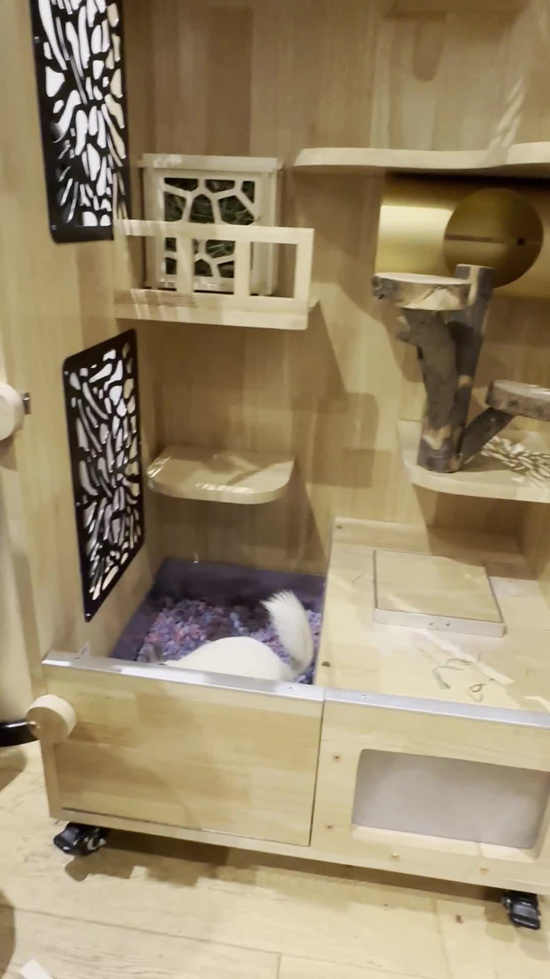 Chinchilla rodents for sale: Cute white chinchilla with mansion - Video 1