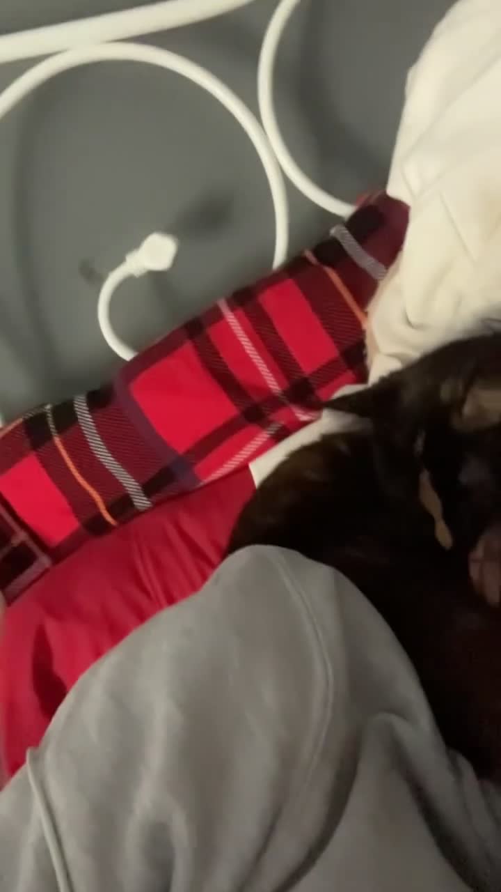 Mixed Breed cats for sale: Smudge 2years  - Video 1