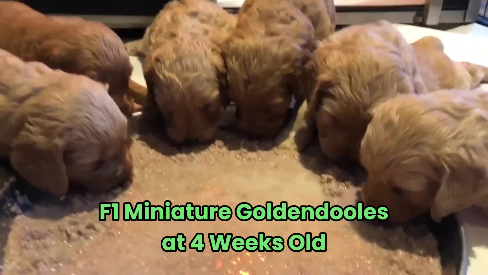 Goldendoodle dogs for sale: F1 Miniature Goldendoodle 100% DNA Health Tested - Video 2