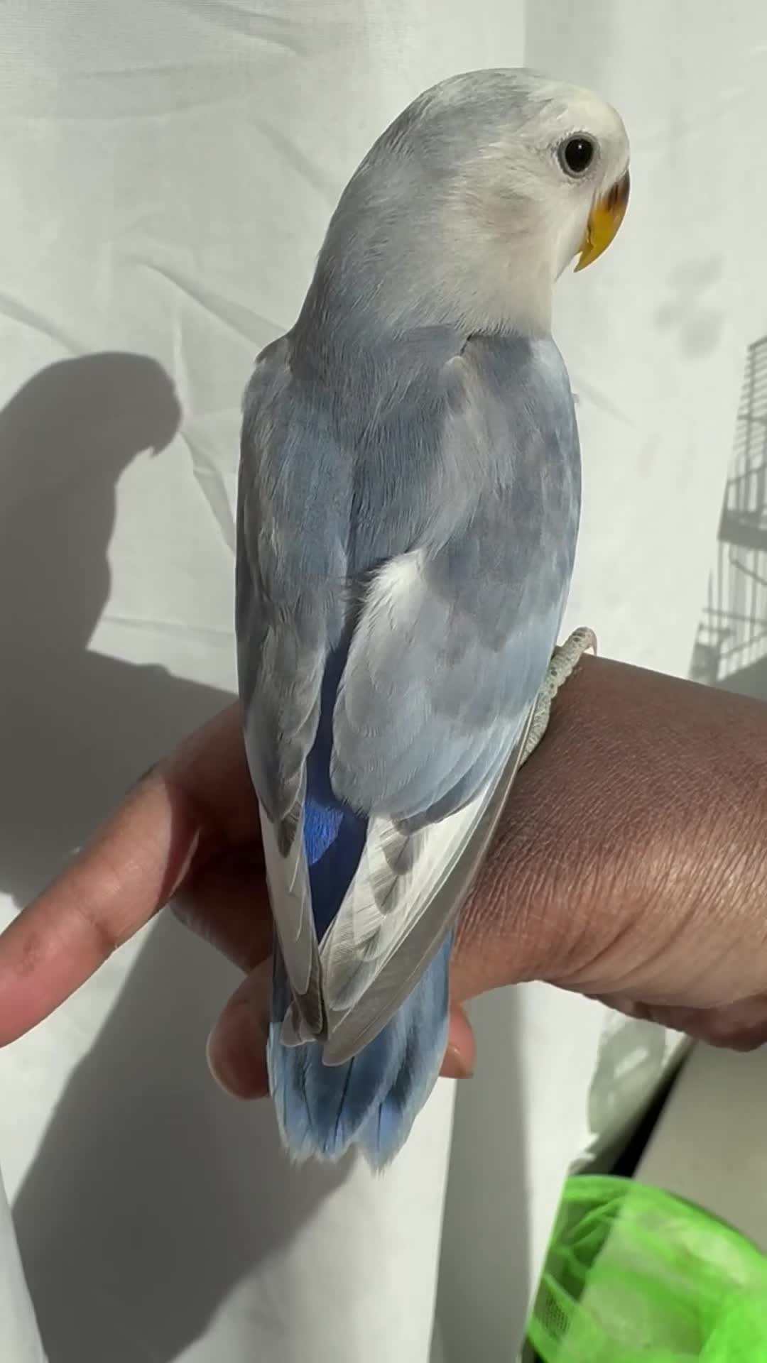 Lovebirds birds for sale: 8 week baby lovebirds for sale  - Video 2