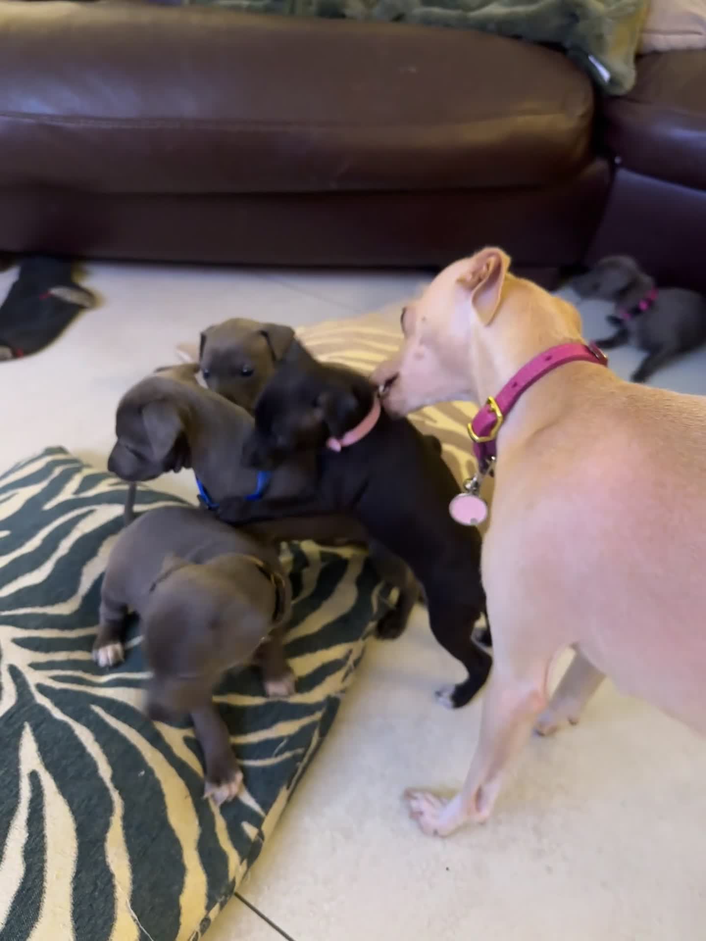 Italian Greyhound dogs for sale: 5 Beautiful Italian Greyhound Puppies - Video 2