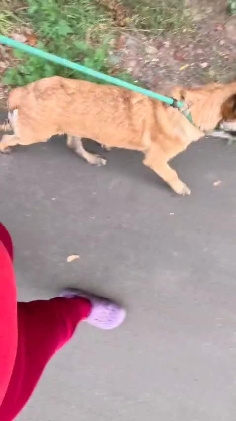 Belgian Shepherd Dog dogs for sale: KC Reg Belgian Shepherd Malinois pups for sale in Newport - Video 5