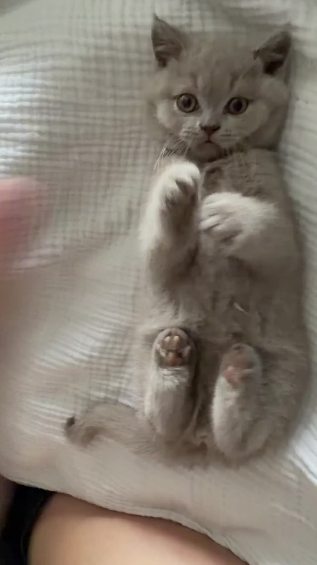 British Shorthair cats for sale: Beautiful Lilac British Shorthaired Kittens - Video 1