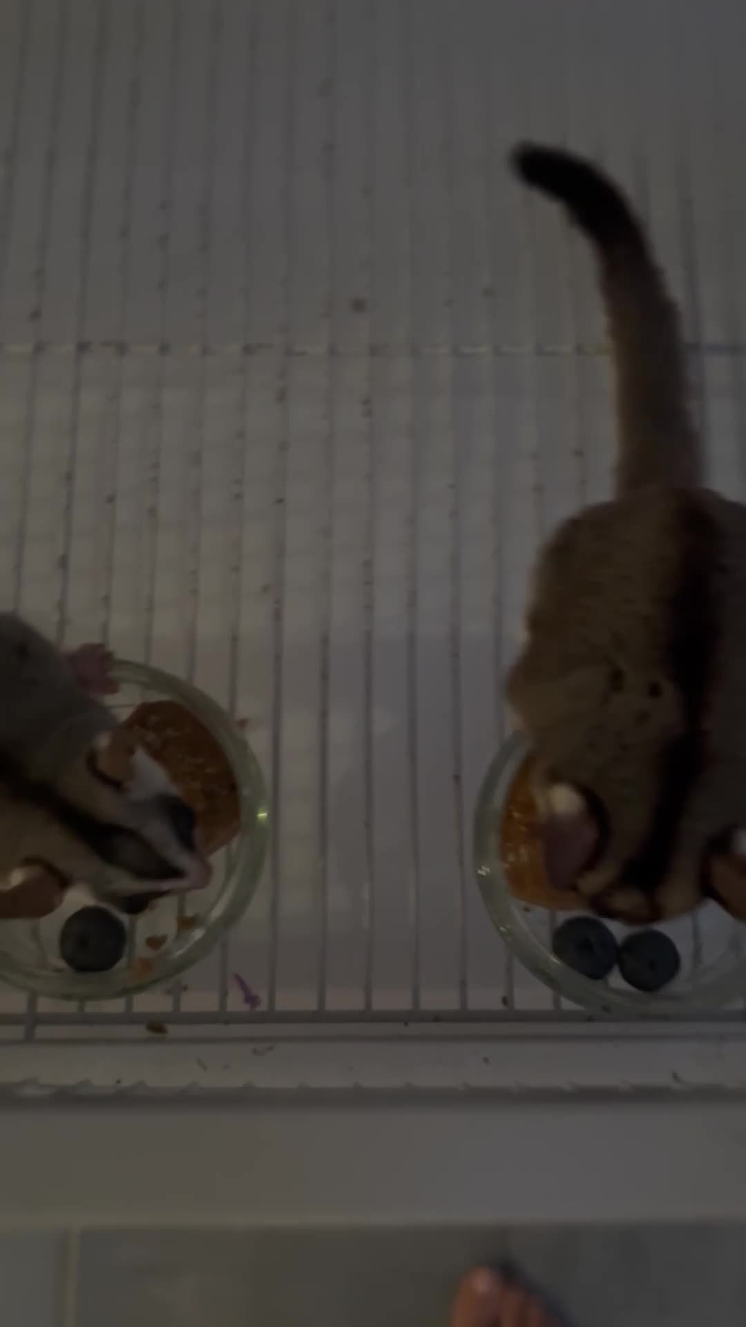 Sugar Glider rodents for sale: 2x Male sugar Gliders age 3 years in Stanford-le-Hope - Video 5
