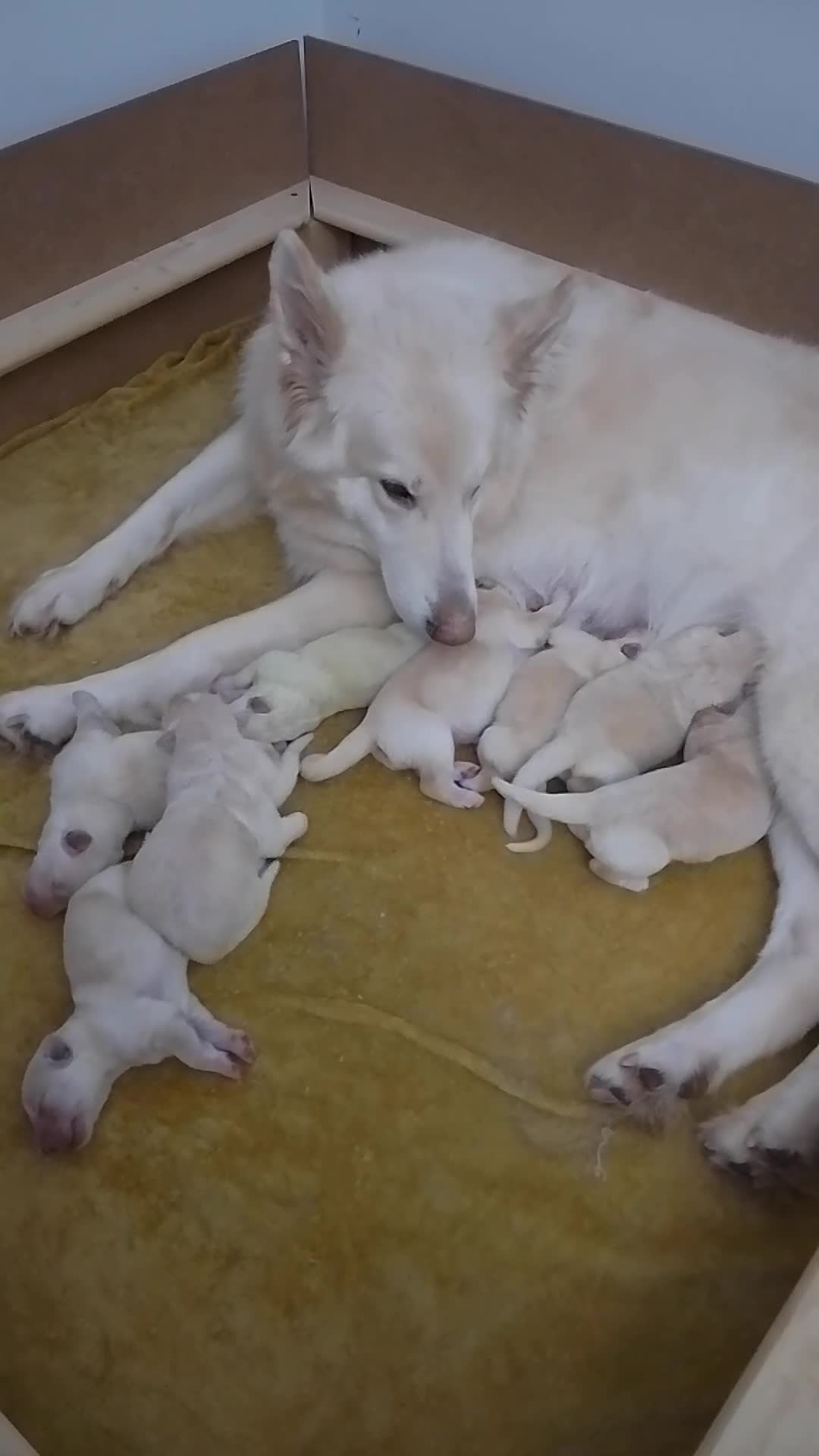 German Shepherd dogs for sale: White long coat straight back German Shepherd pups - Video 2