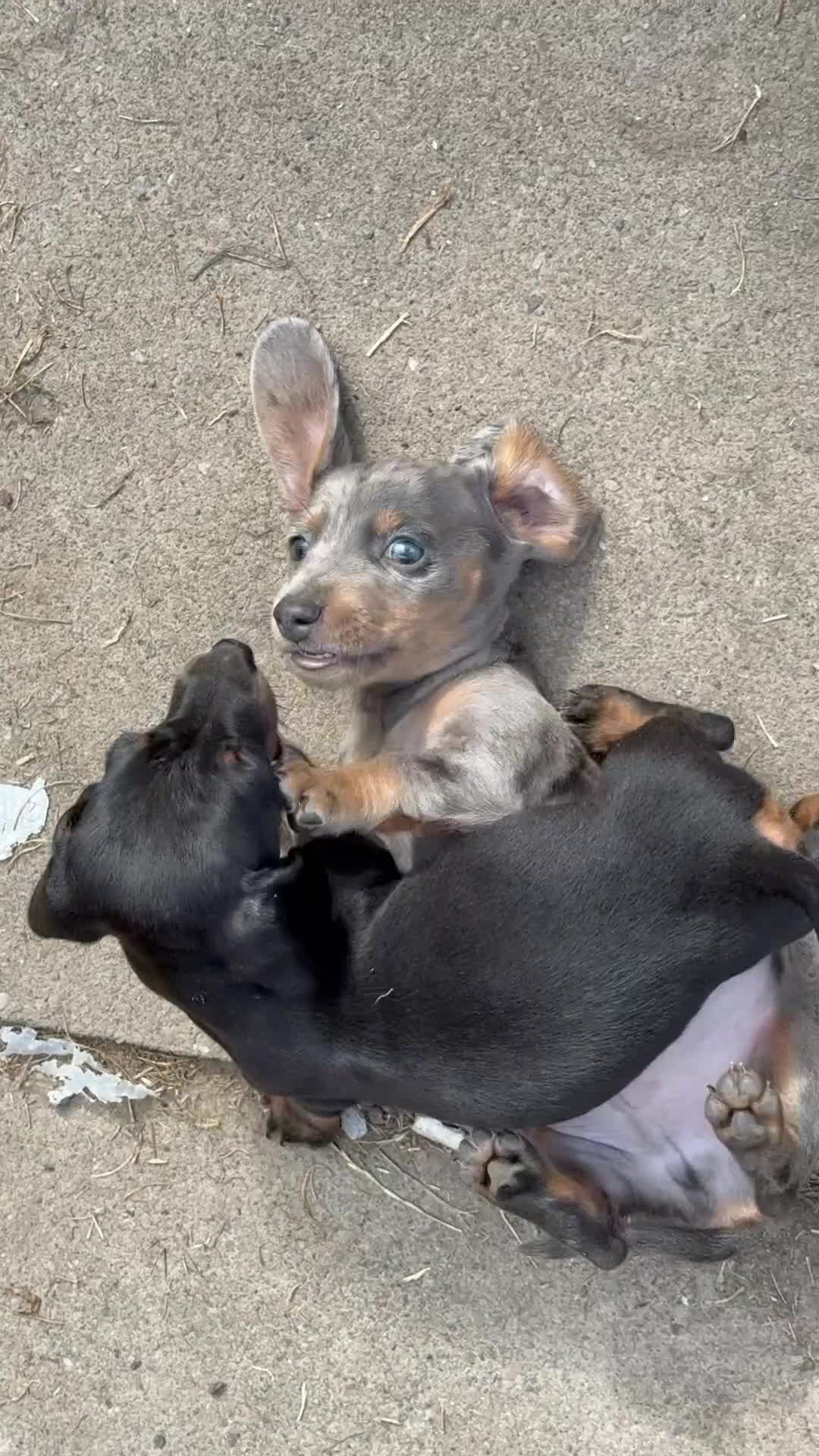 Miniature Dachshund dogs for sale: Beautiful Isabella dachshund puppies - Video 1
