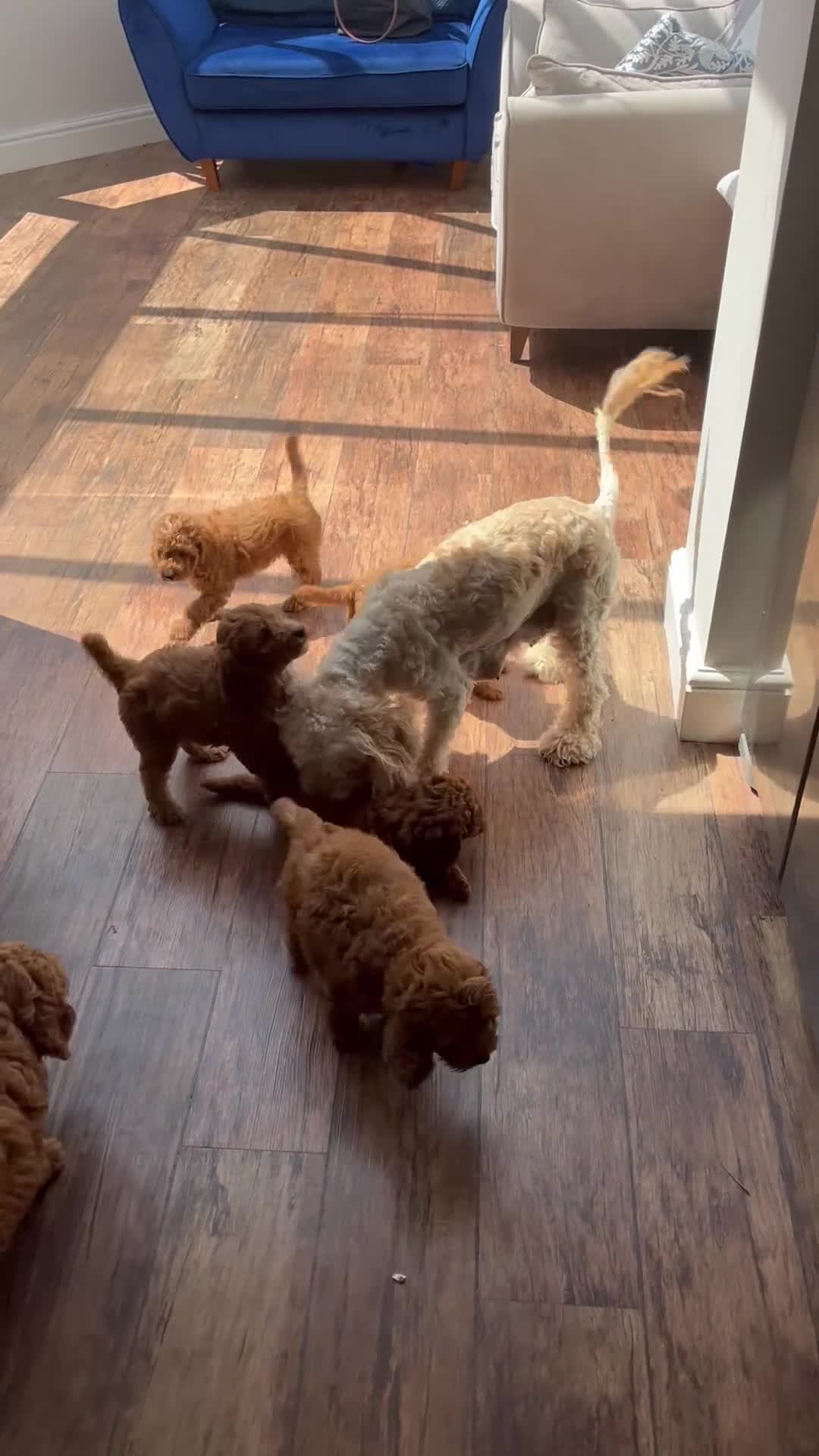 Cockapoo dogs for sale: Cockapoo Puppy *LAST BOY* - Video 1