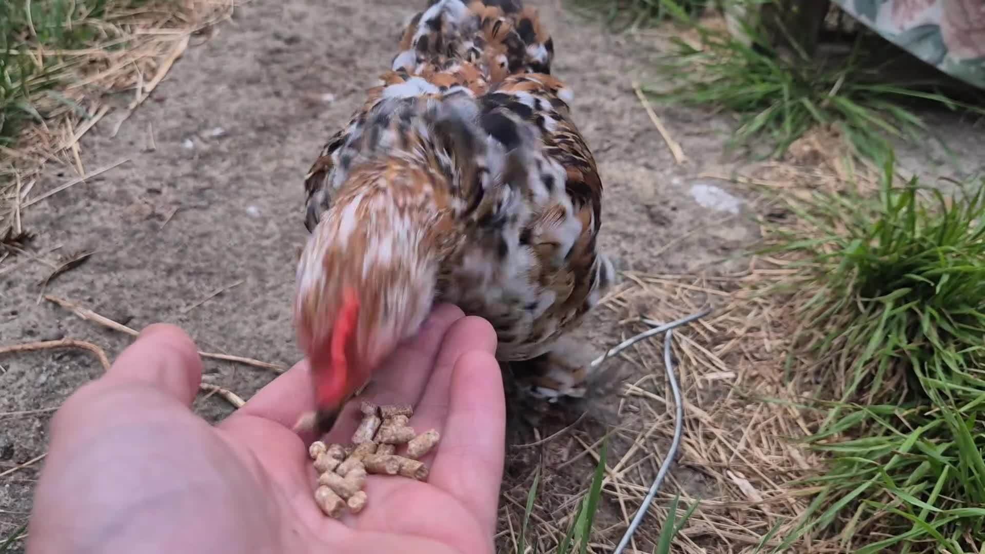 Chickens poultry for sale: Pekin bantam cockerils  - Video 2
