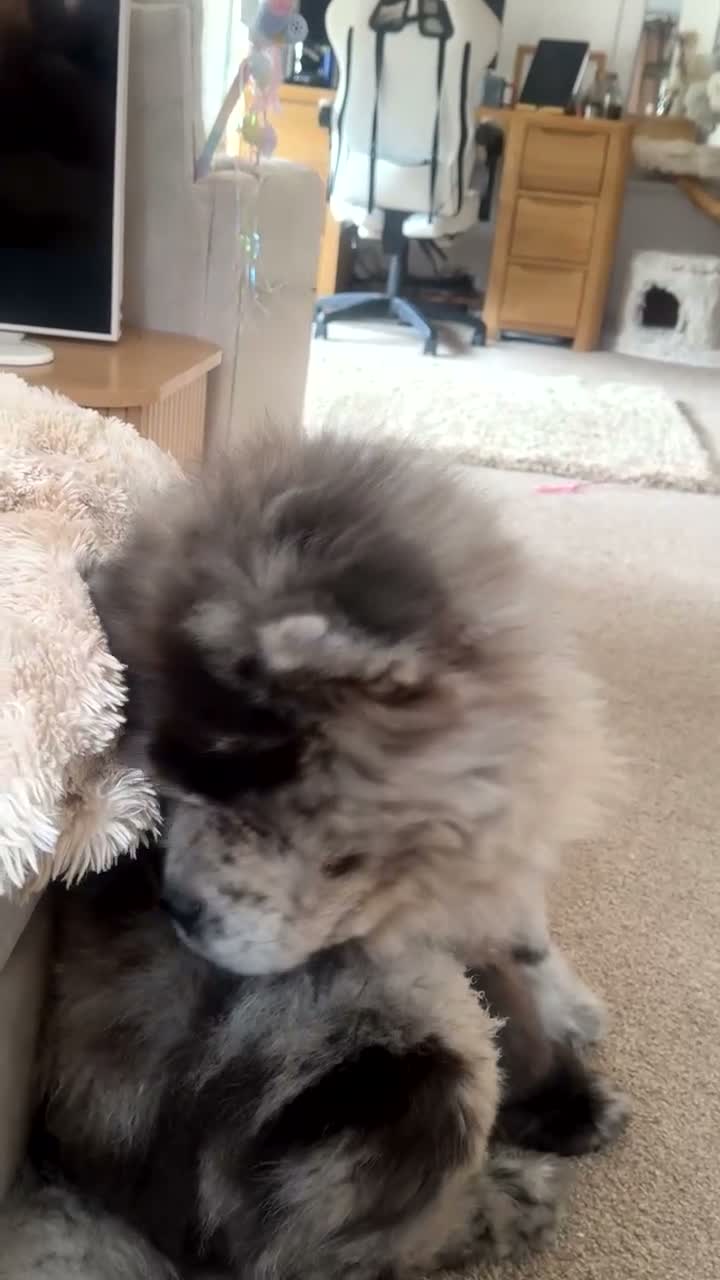 Chow Chow dogs for sale: Poe the 18 month old Lilac Merle boy Chow Chow - Video 1