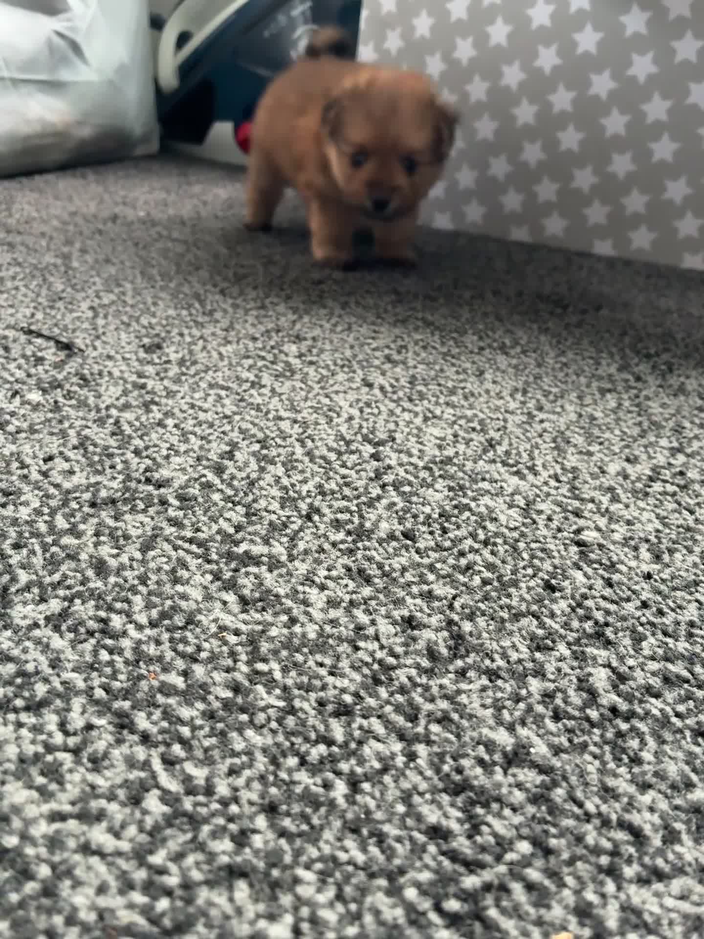 Mixed Breed dogs for sale: Yorkie pom boys  - Video 1