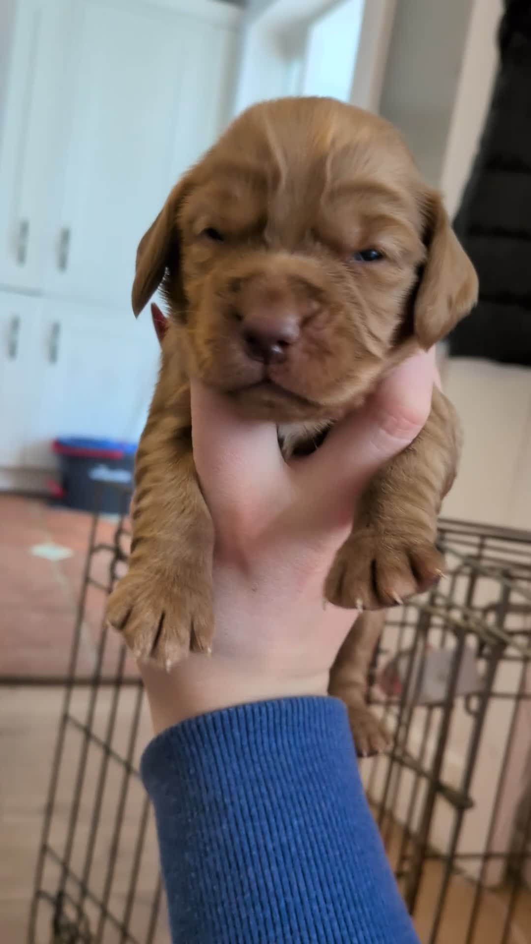 Cocker Spaniel dogs for sale: 2 RED MALE KC DNA CLEAR PUPS TO RESERVE - Video 1