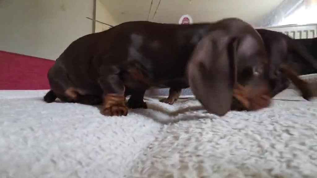 Miniature Dachshund dogs for sale: Miniature dashound  - Video 3