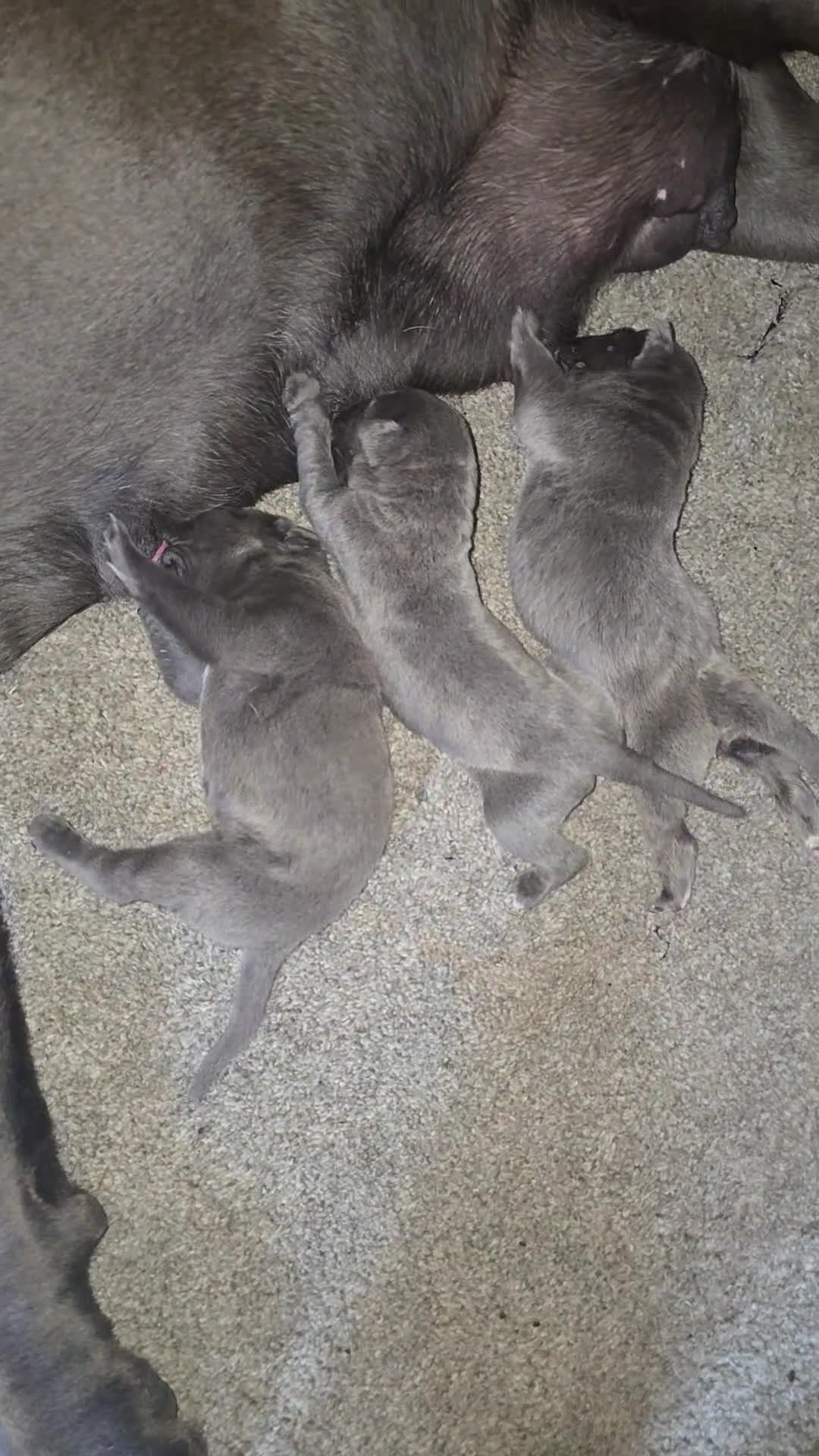 Cane Corso dogs for sale: Romanian cane corso - Video 1