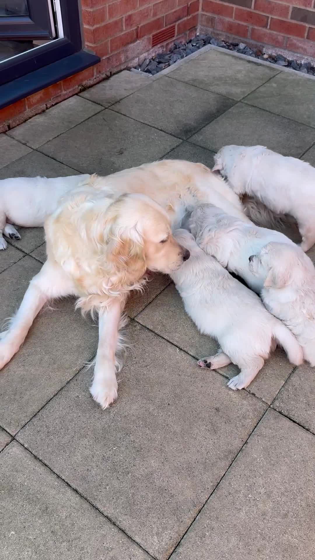 Golden Retriever dogs for sale: Golden retriever puppies for sale  - Video 1