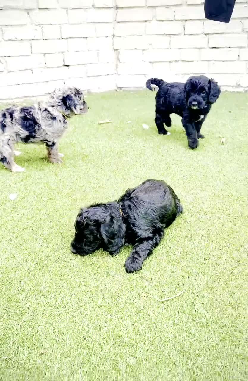 Bordoodle dogs for sale: F1b Bordoodle Puppies - Video 1