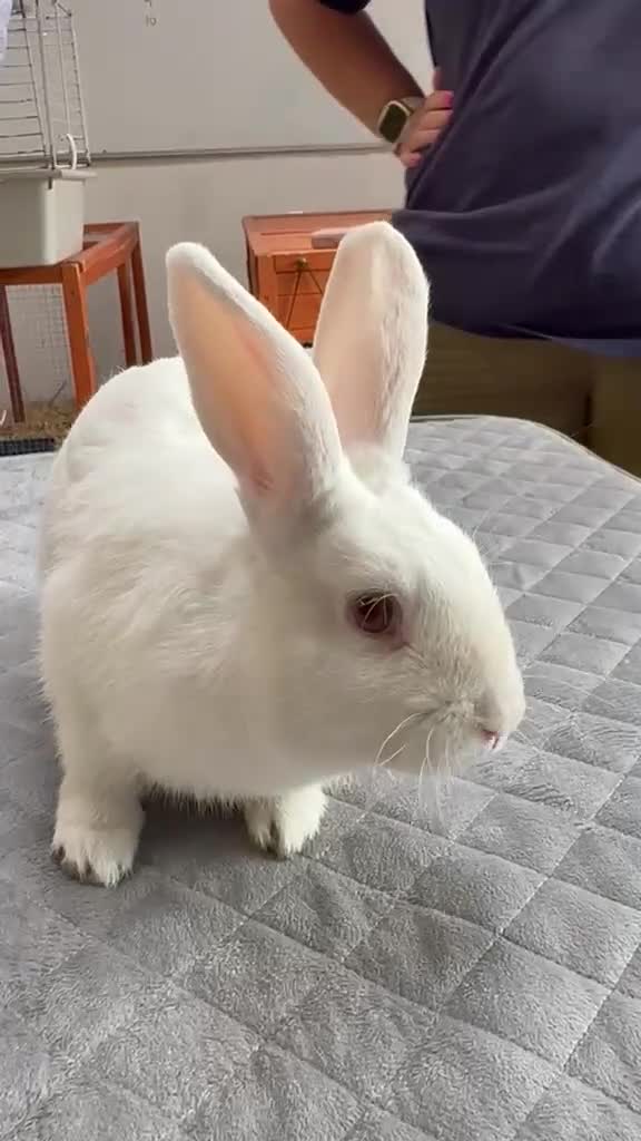 Angora rabbits for sale: Teddy Widder / Dwerg Rabbits For Sale - Video 1