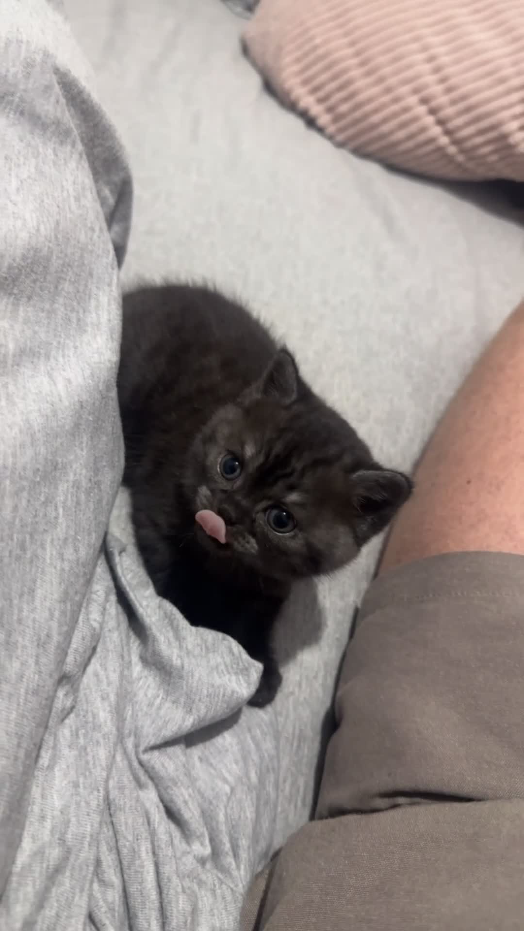 British Shorthair cats for sale: British Shorthair Kittens 1 Male 1 Female in Portsmouth - Video 1