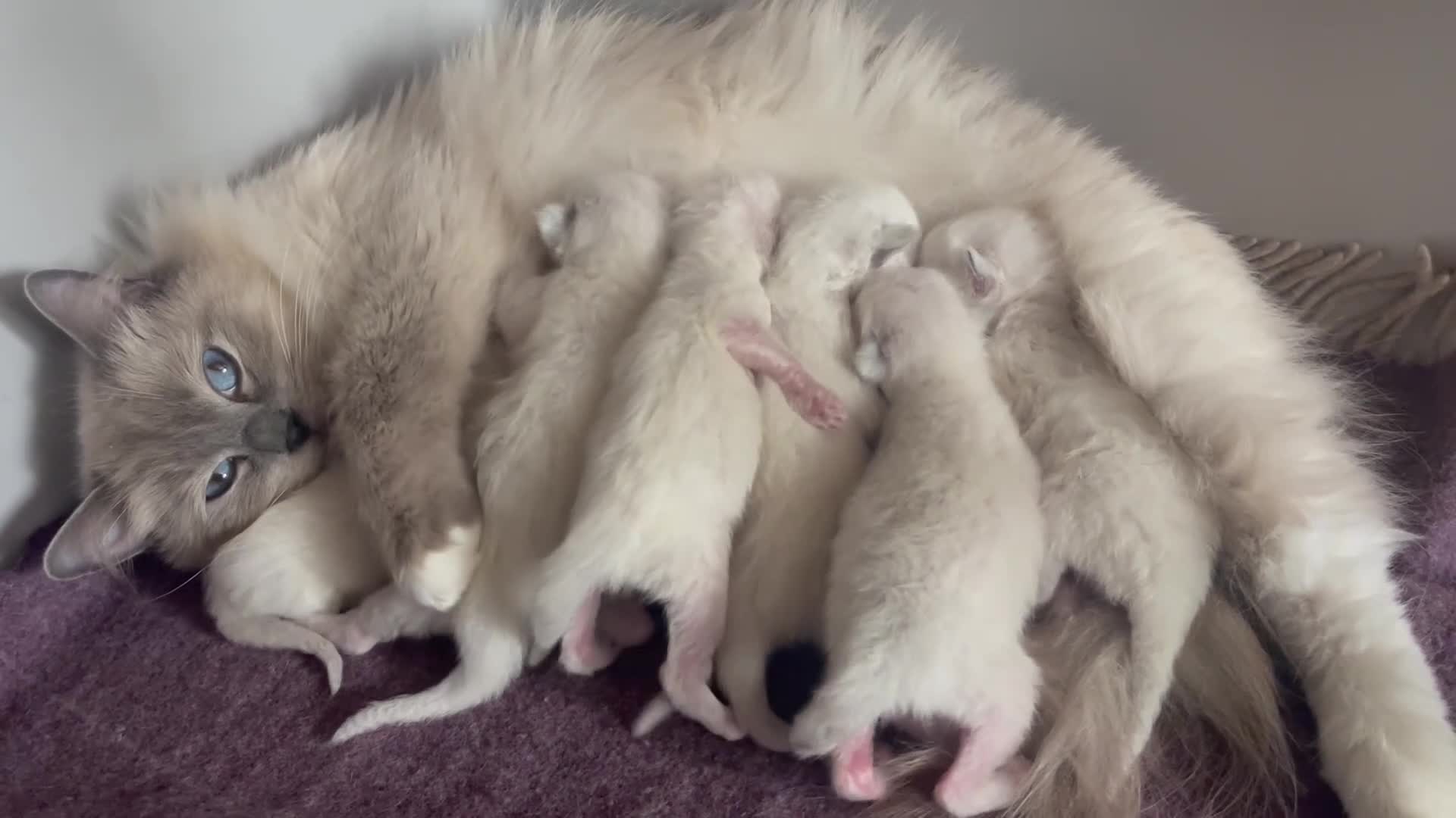 Ragdoll cats for sale: Ragdoll kittens GCCF - Video 2