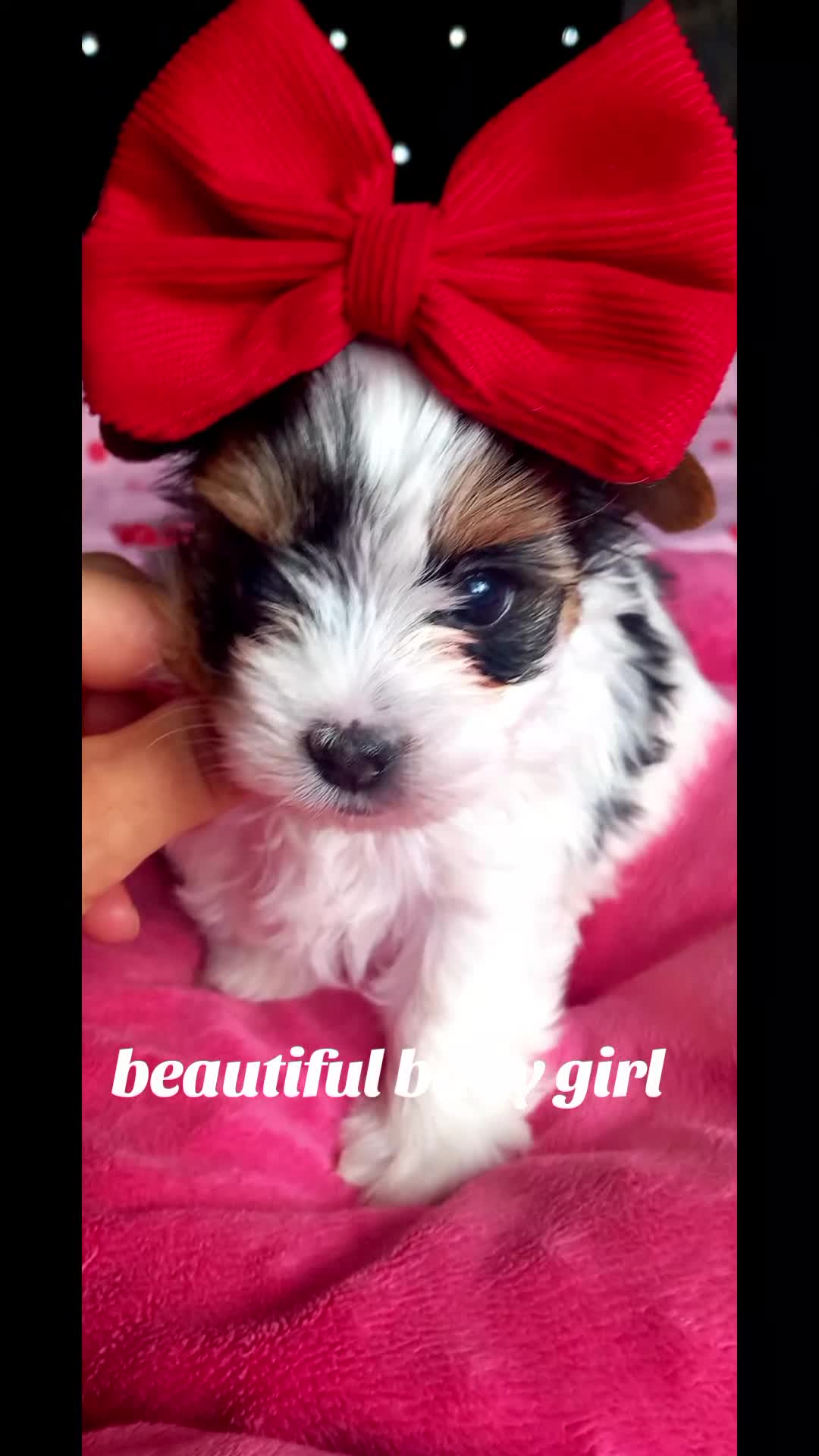 Biewer Terrier dogs for sale: Beautiful unique MINI biewer terrier 1 girl left - Video 2