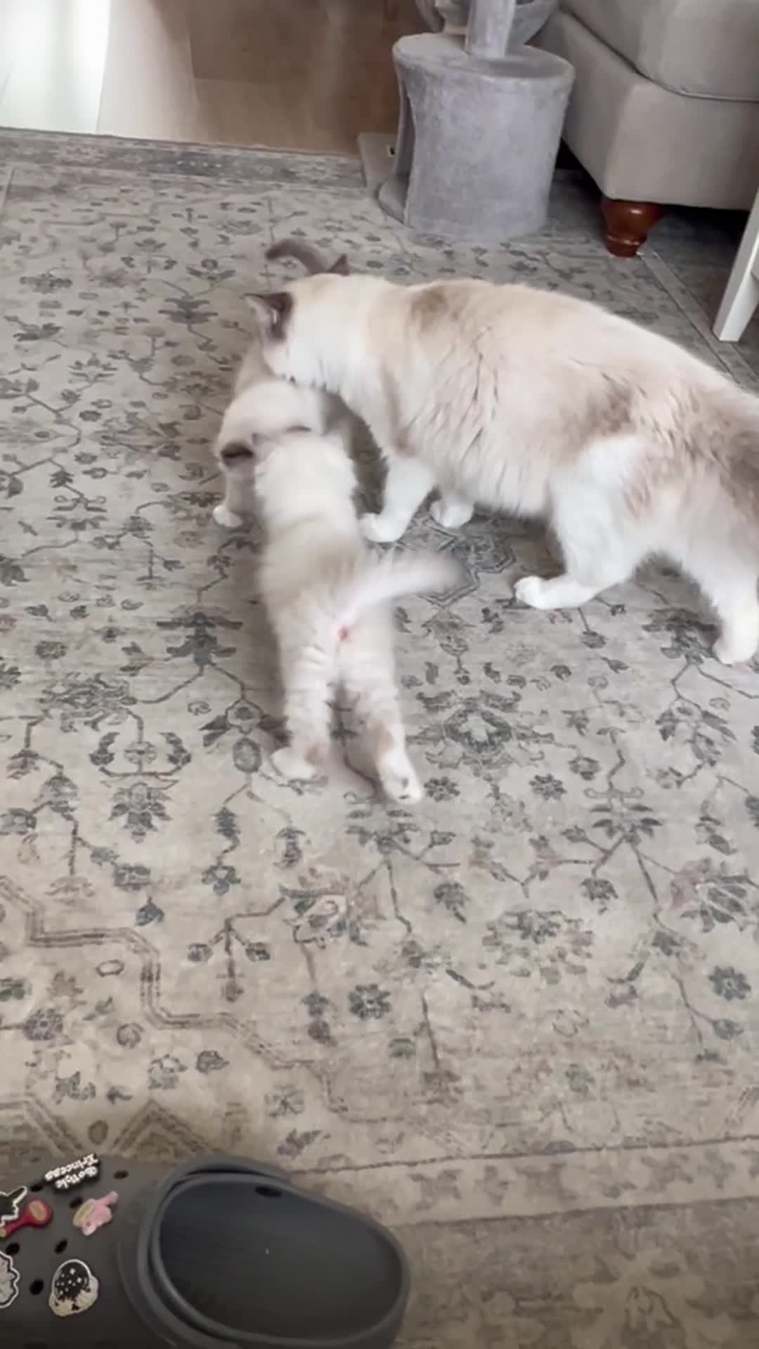 Ragdoll cats for sale: Stunning Ragdoll kittens - READY TO LEAVE NOW!! - Video 1