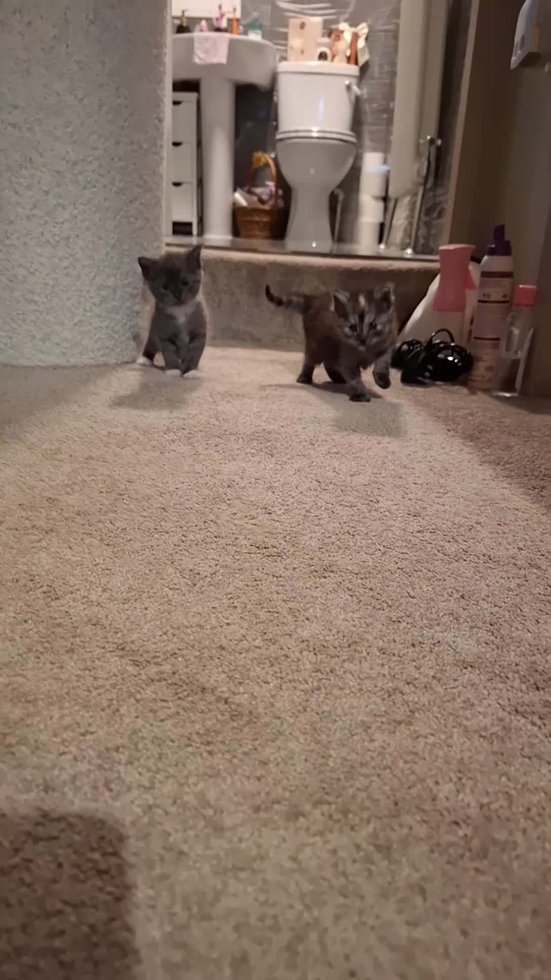 Mixed Breed cats for sale: Mainecoone X 3/4 ragdoll  - Video 1