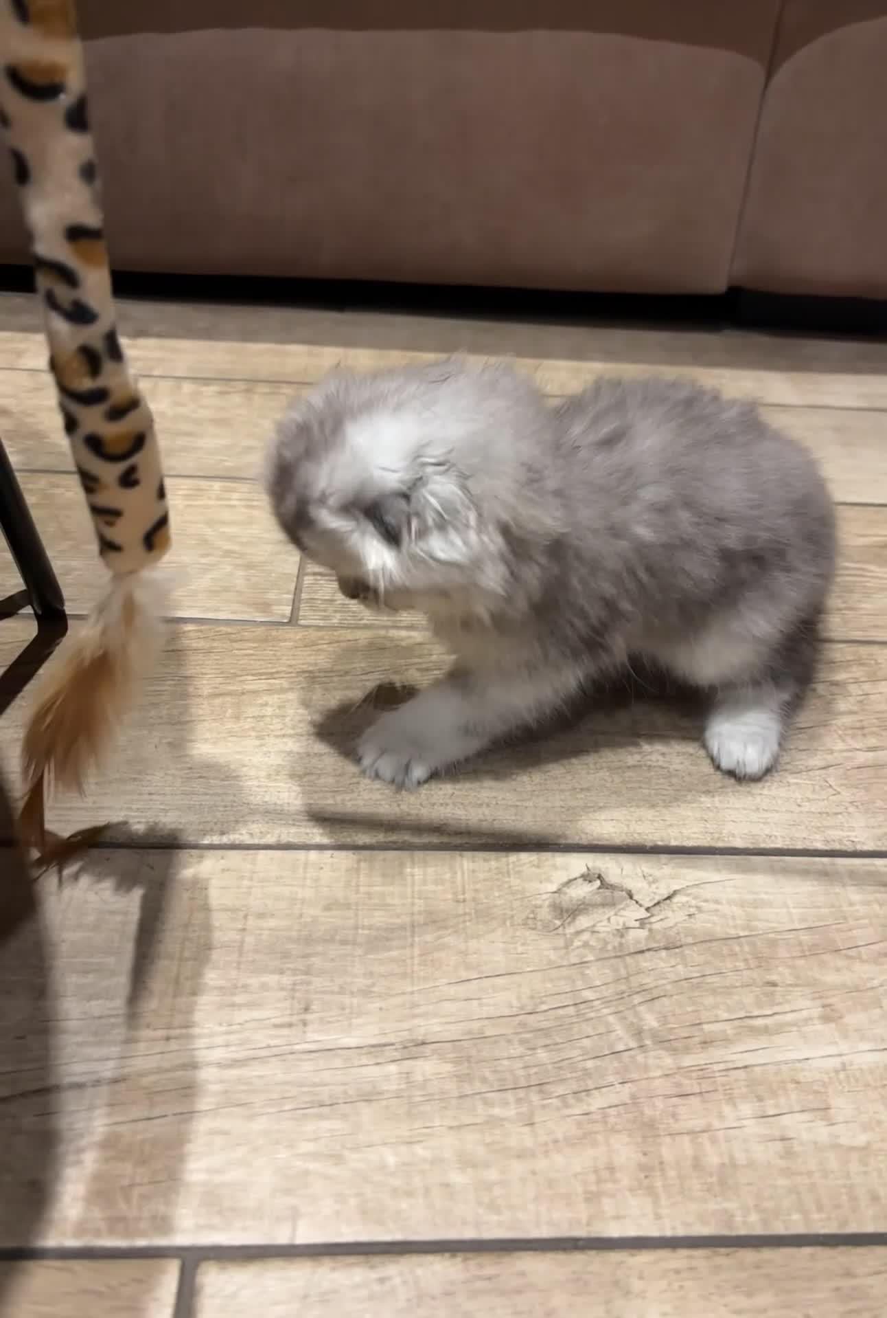 Scottish Fold cats for sale: 🌟🌟🌟🌟🌟Pedigree Scottish Fold Kittens - Video 1