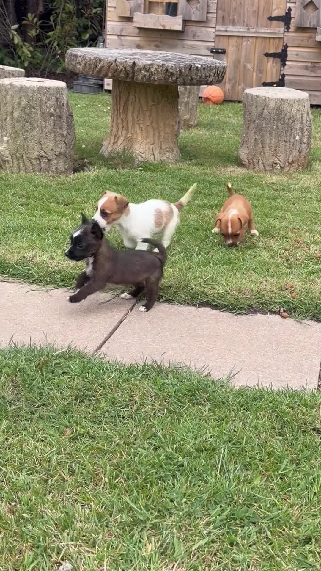Mixed Breed dogs for sale: Beautiful Jack Russell puppies.  - Video 1