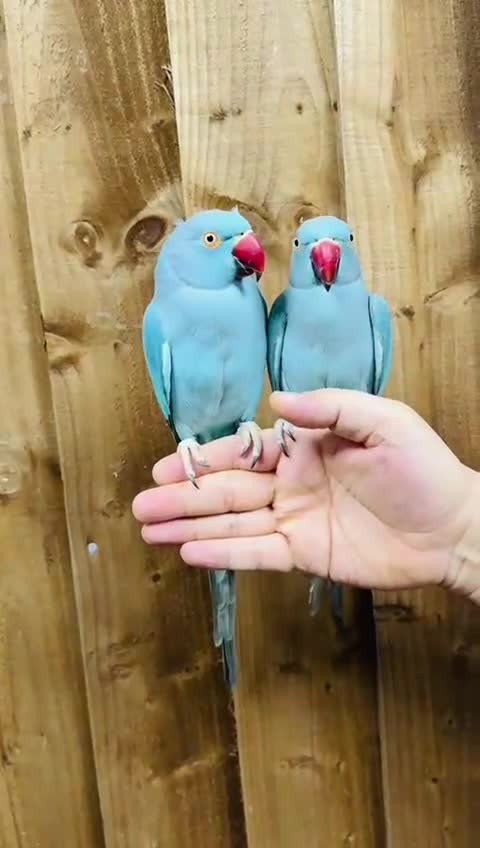 Ringnecks birds for sale: Baby blue ring neck  - Video 1