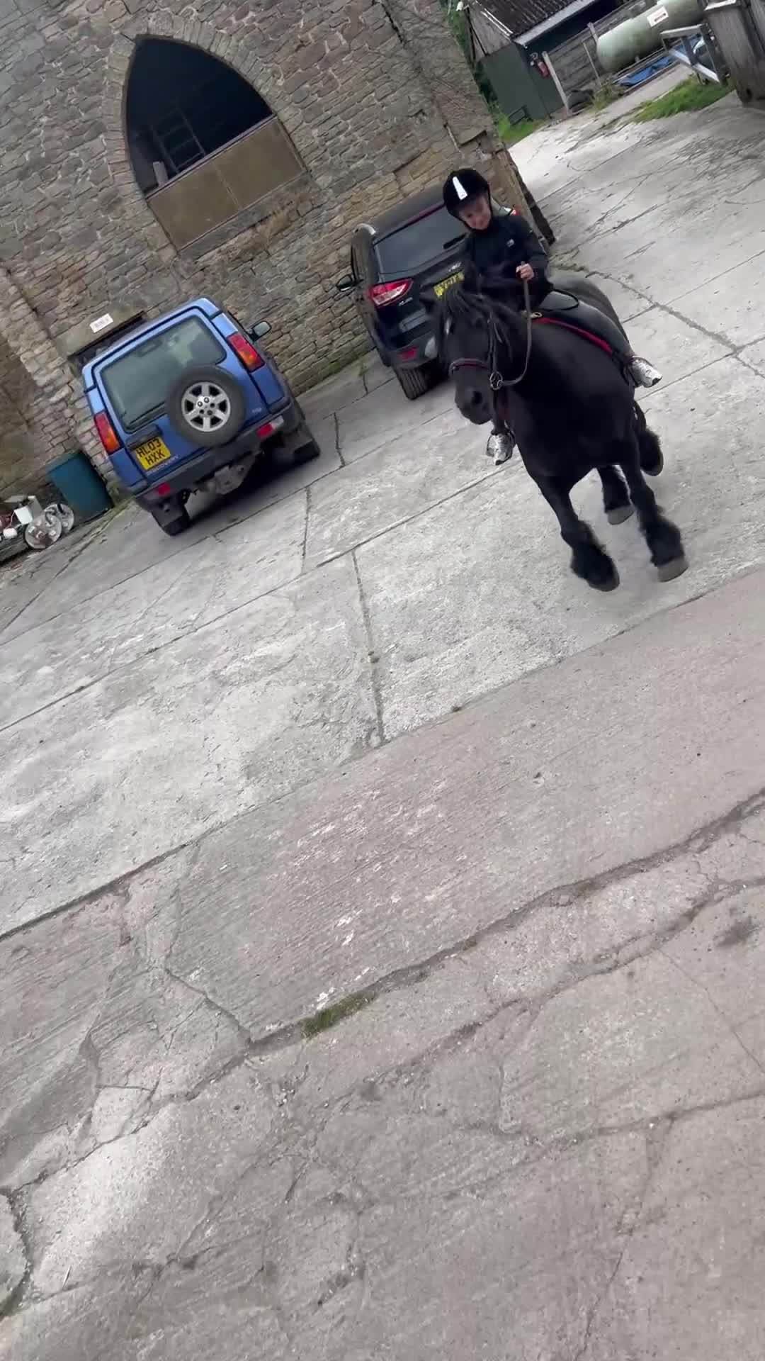 Fell horses for sale: Cob x Fell mare 10yrs old  - Video 2