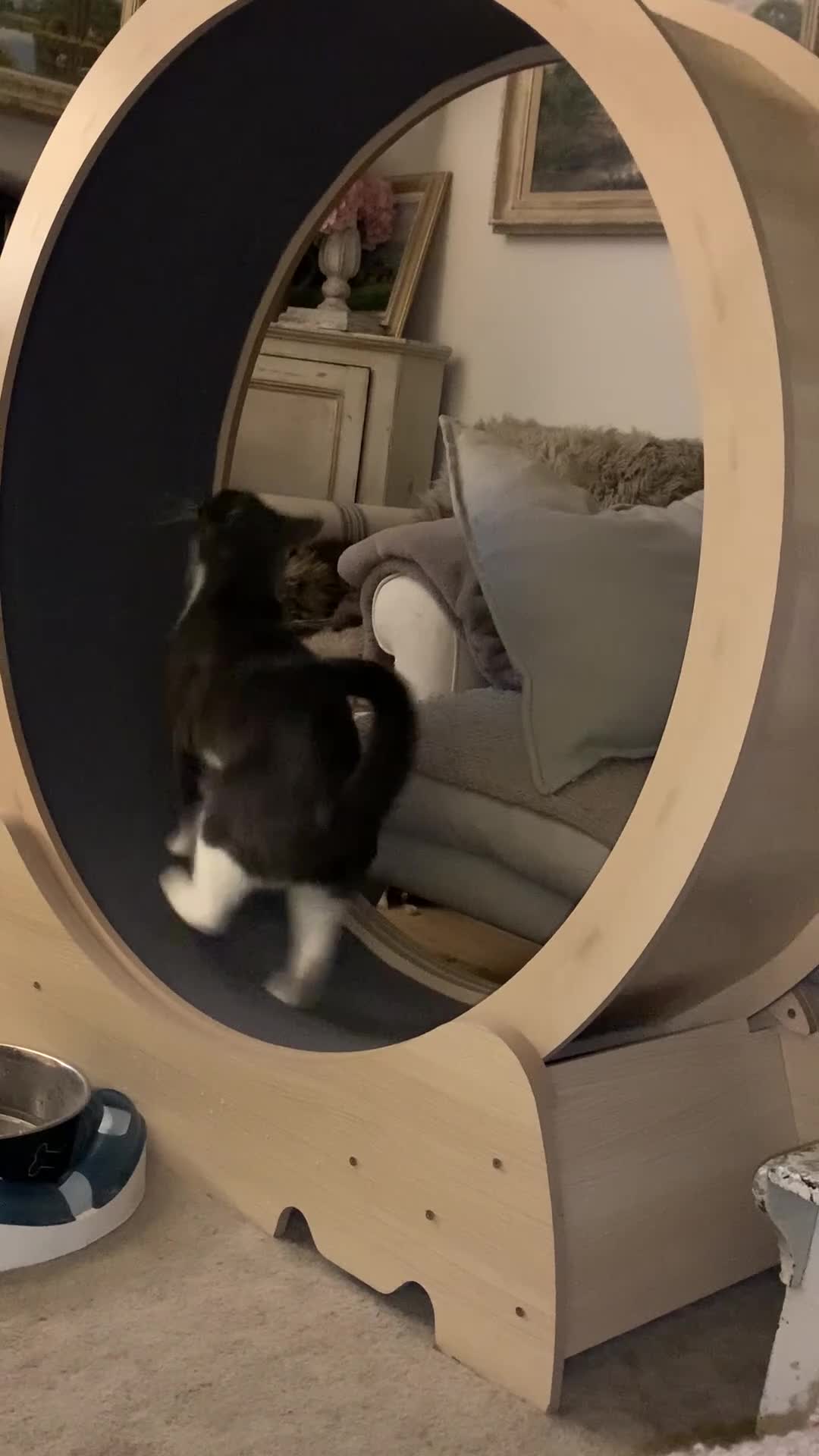 Mixed Breed cats for sale: Jellybean & Saffy love dogs!  - Video 1