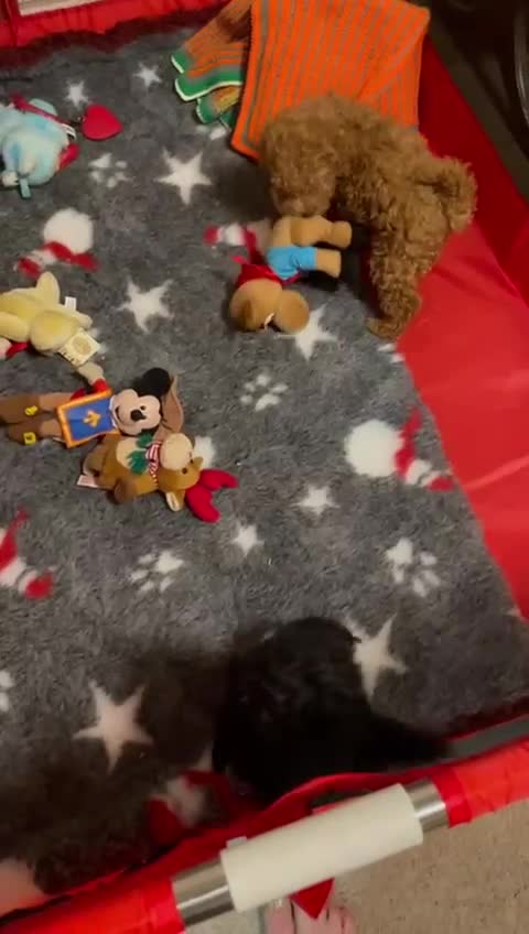 Toy Poodle dogs for sale: Two Adorable Toy Poodle  - Video 1