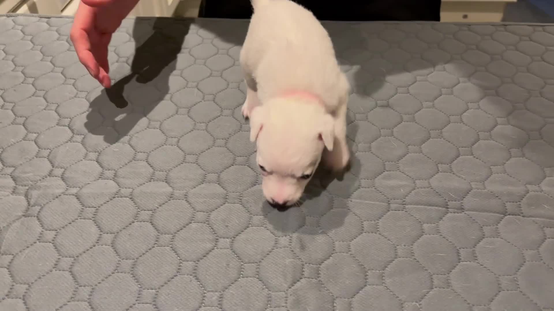 Parson Russell dogs for sale: Parsons Russell Puppies - Video 1