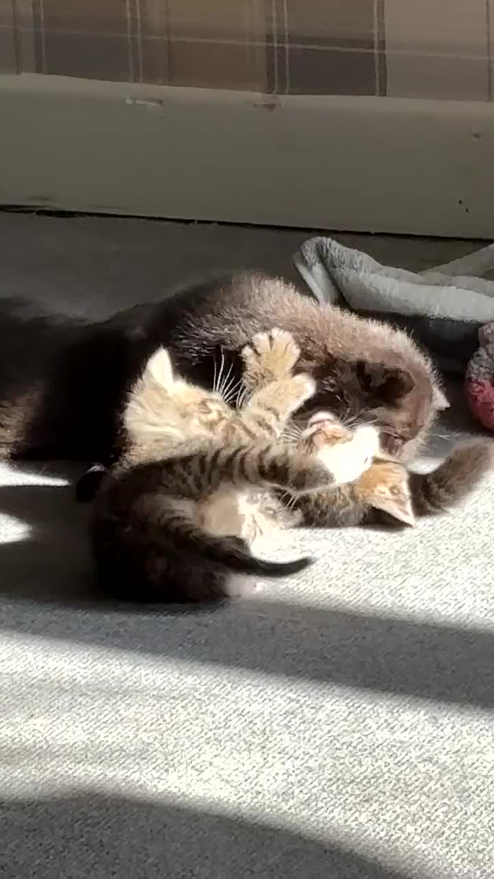 Mixed Breed cats for sale: Beautiful cross mixed breed bengal/tabby kittens  - Video 1