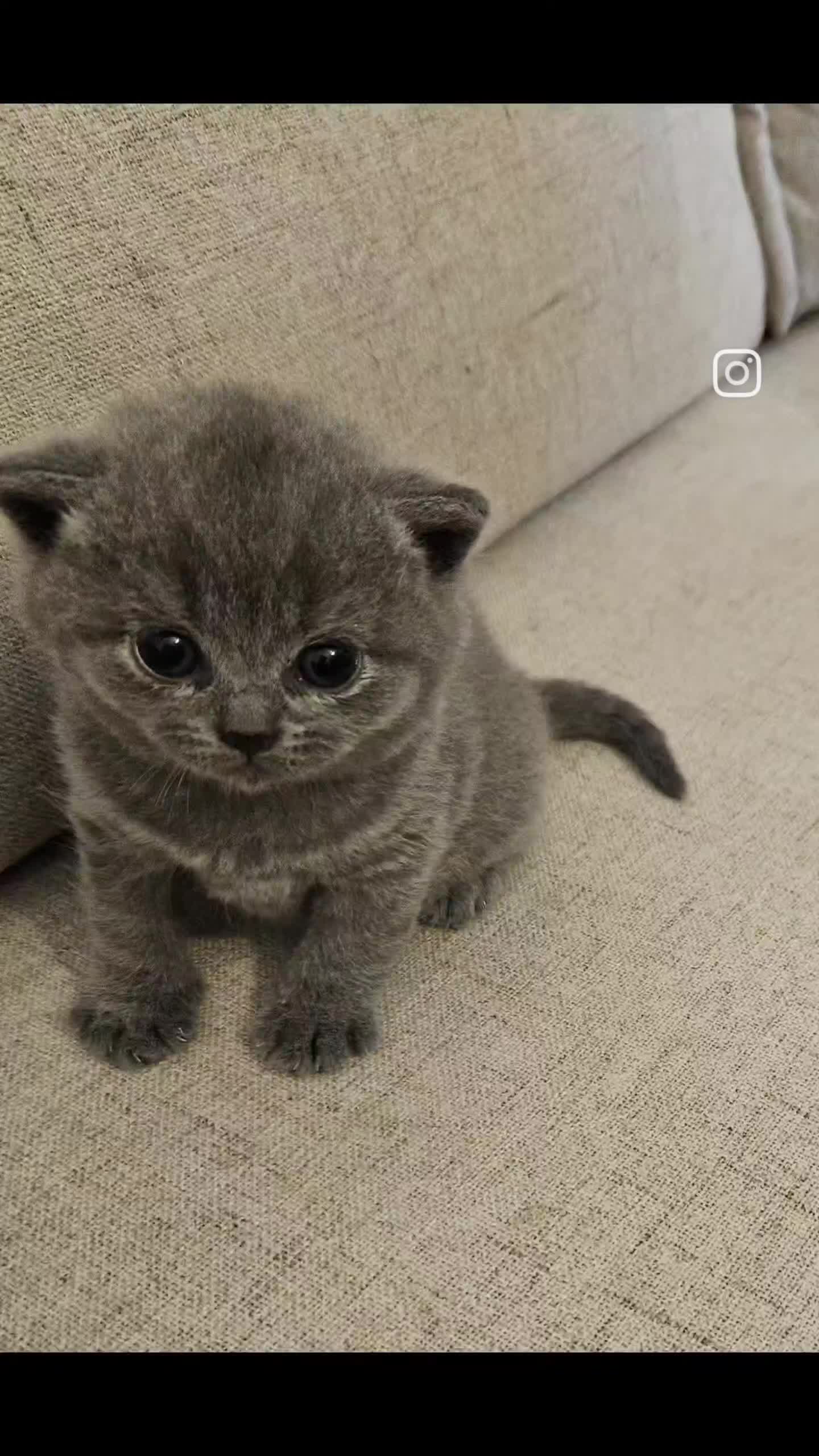 British Shorthair cats for sale: British Shorthair Kittens GCCF - Video 3