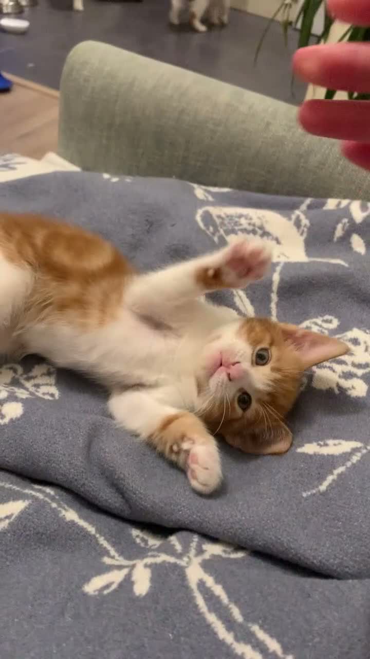 Mixed Breed cats for sale: Meet the Purr-fect Trio: Kurilian Bobtail Mixes - Video 1