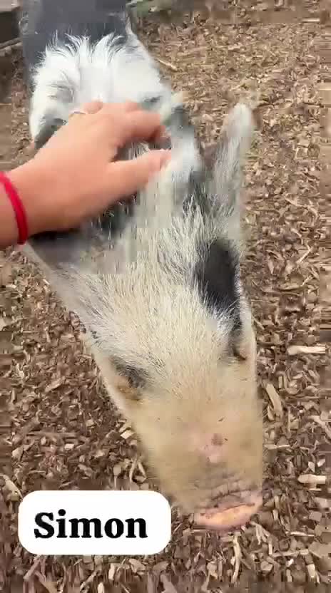Pig livestock for sale: 🐷💙Meet Simon the Mini Pig 💙🐷 - Video 2