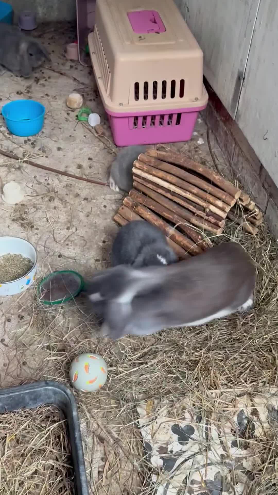 Mini Lop rabbits for sale: 3 mini lop bucks for sale  - Video 1