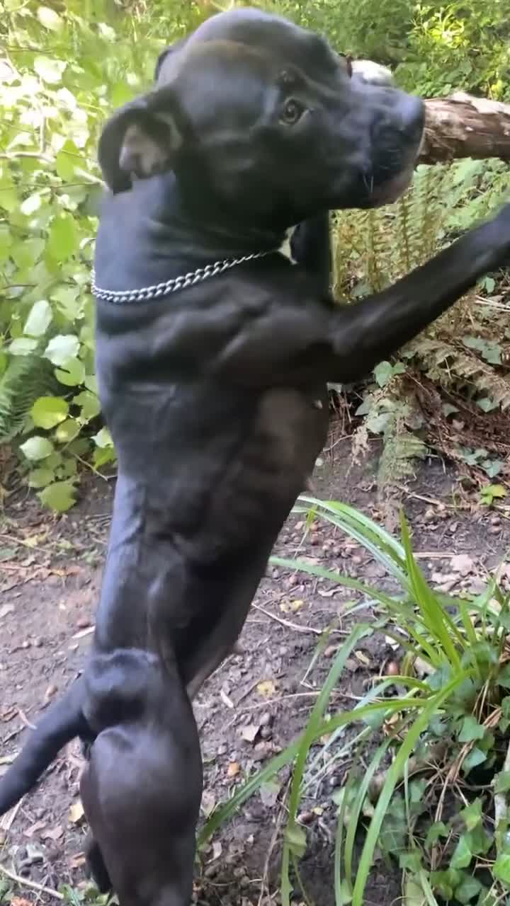 Staffordshire Bull Terrier dogs for sale: American staff puppies  - Video 1