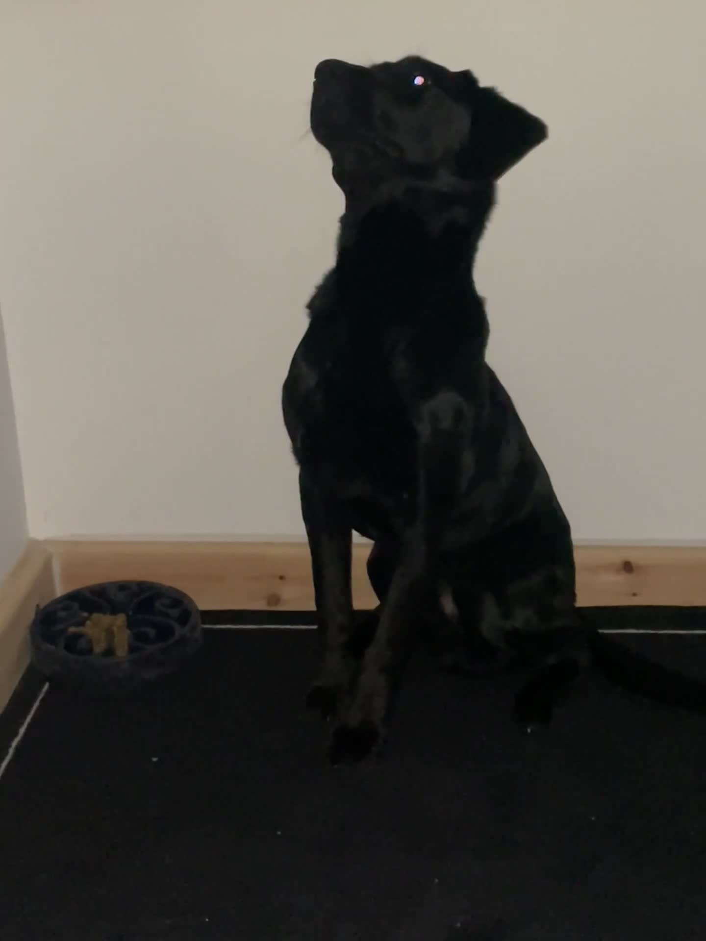 Labrador Retriever dogs for sale: Joey - Black Working Line Labrador Retriever  - Video 2