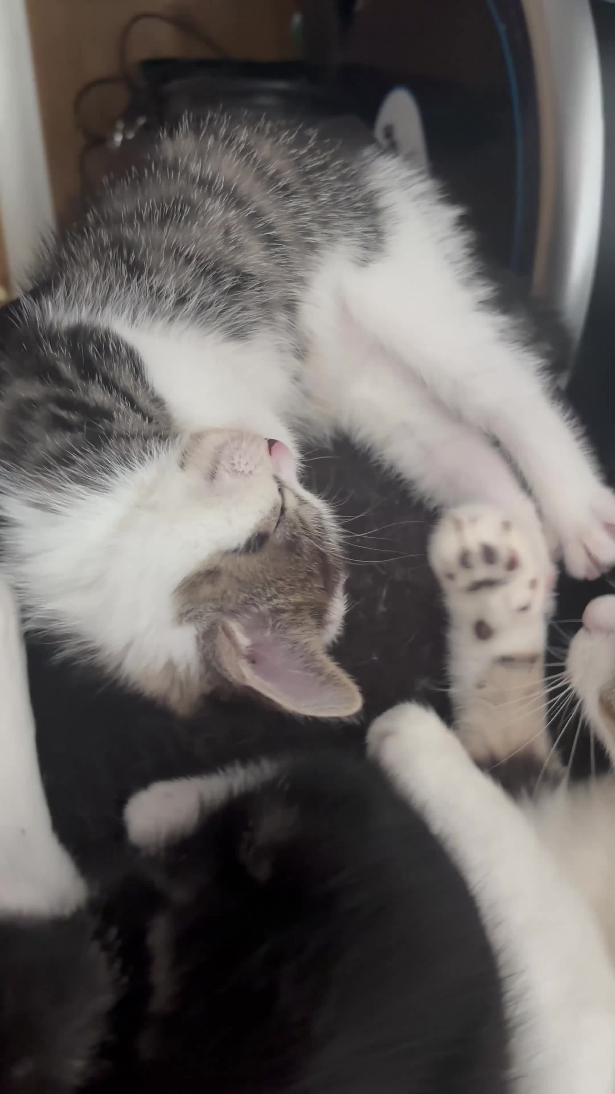 British Shorthair cats for sale: Two Adorable Kittens Ready for New Homes! - Video 2