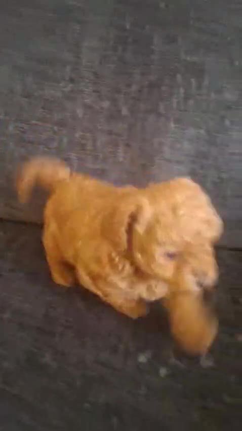 Maltipoo dogs for sale: Gorgeous Maltipoo Boy  - Video 1